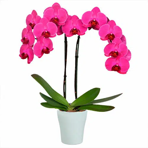 Orquídea Premium de Dos Tallos - Deluxe