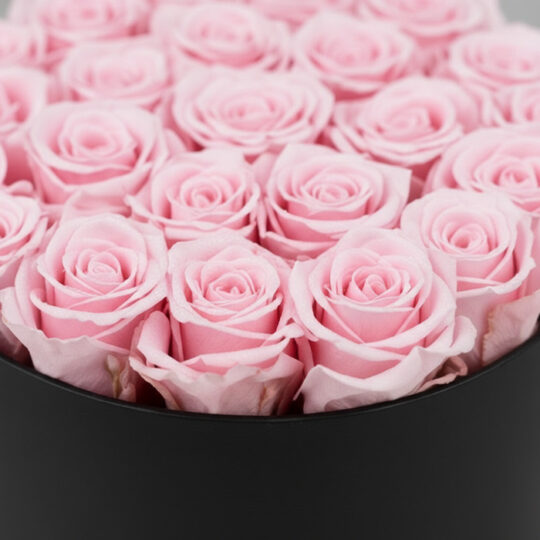 Primer plano extremo de 21 rosas rosadas frescas con gotas de rocío sutiles, dispuestas en un elegante cilindro negro, resalt