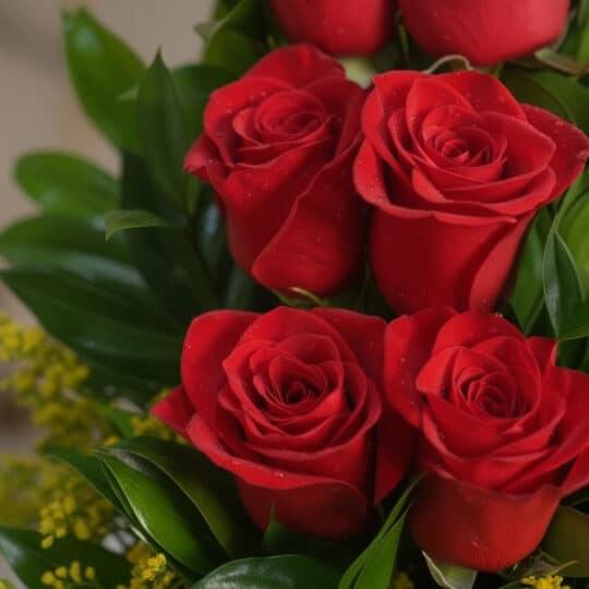 Primer plano extremo de rosas rojas vibrantes con gotas de rocío sutiles y hojas verdes, destacando la textura hiperrealista