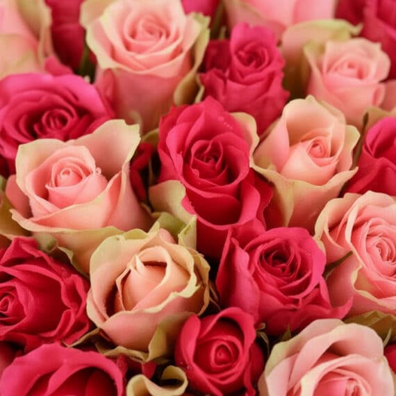 Primer plano extremo de un ramo de rosas fucsia y rosadas con gotas de rocío, mostrando texturas hiperrealistas y colores vib