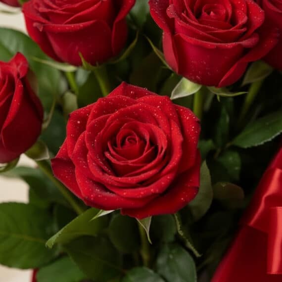 Primer plano extremo de una rosa roja premium con gotas de rocío, parte de la Caja de Rosas Maira, destacando su textura hipe
