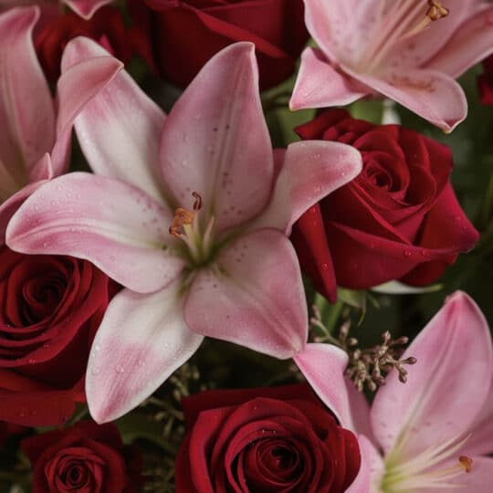 Primer plano extremo de un ramo de 24 rosas rojas y lirios rosados con gotas de rocío, textura hiperrealista y colores vibran