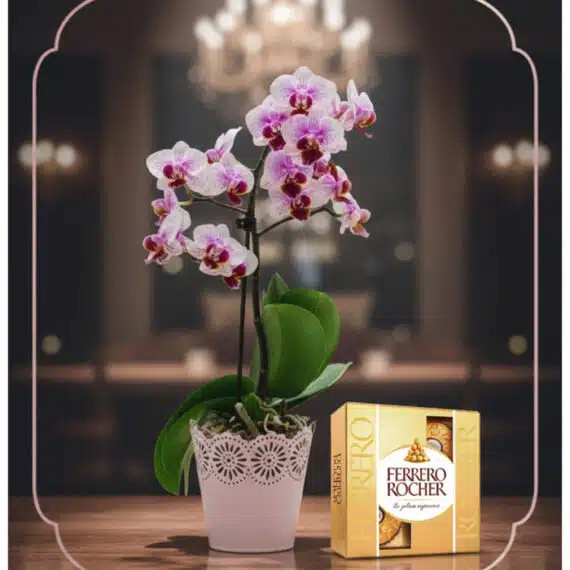 Orquídea Phalaenopsis Antonella y Ferrero Rocher: Regalo Elegante Orquídea Phalaenopsis Antonella en maceta rosa con encaje, junto a una caja de bombones Ferrero Rocher, sobre mesa de madera