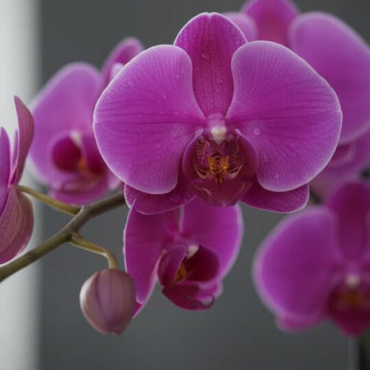 Primer plano extremo de una orquídea premium de dos tallos en flor, con pétalos morados vibrantes, textura hiperrealista y su