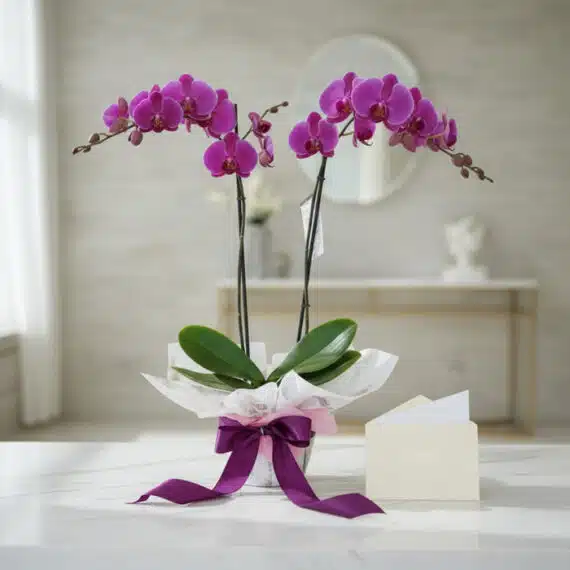 Orquídea Premium de Dos Tallos - Deluxe con flores moradas vibrantes, presentada en un jarrón elegante con envoltura de regal